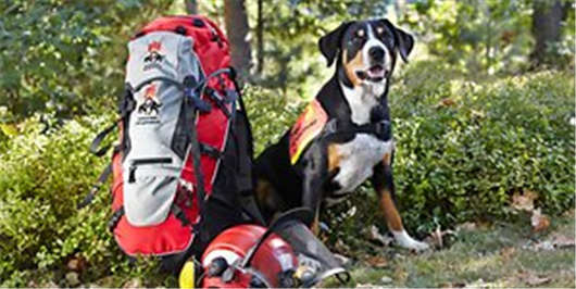 德國漢堡,在這里你不能夠招惹他們四條腿的朋友 德國漢堡,在這里你不能夠招惹他們四條腿的朋友