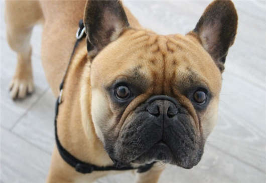 寵物移民政策，請不要將你的“寶貝”丟下