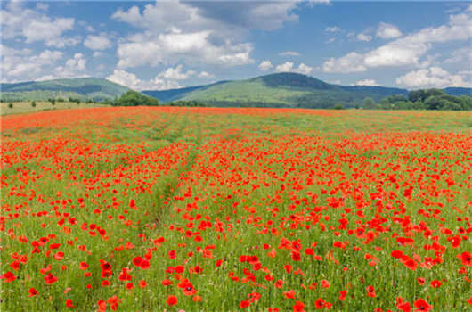 如何在德國獲得求職者居住許可證,德國居留權(quán)! 如何在德國獲得求職者居住許可證,德國居留權(quán)!